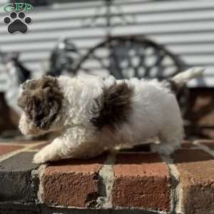 Hazel, Shih-Poo Puppy